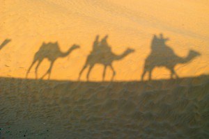 camel-shadow